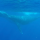Nage avec des baleines à bosse