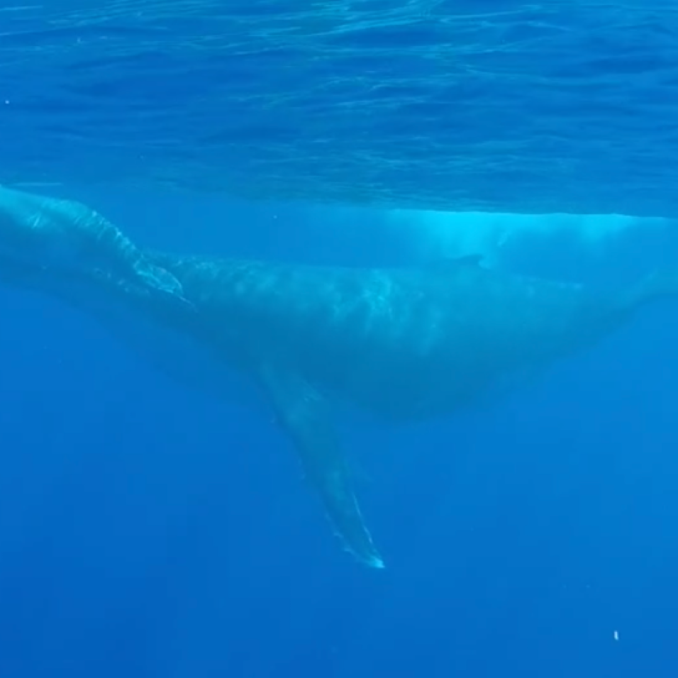 Baleine et son baleineau à Moorea